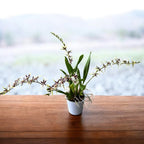 Oncidium (Cyrtocidium) Holm’s Wizard var. #11 - intensely fragrant