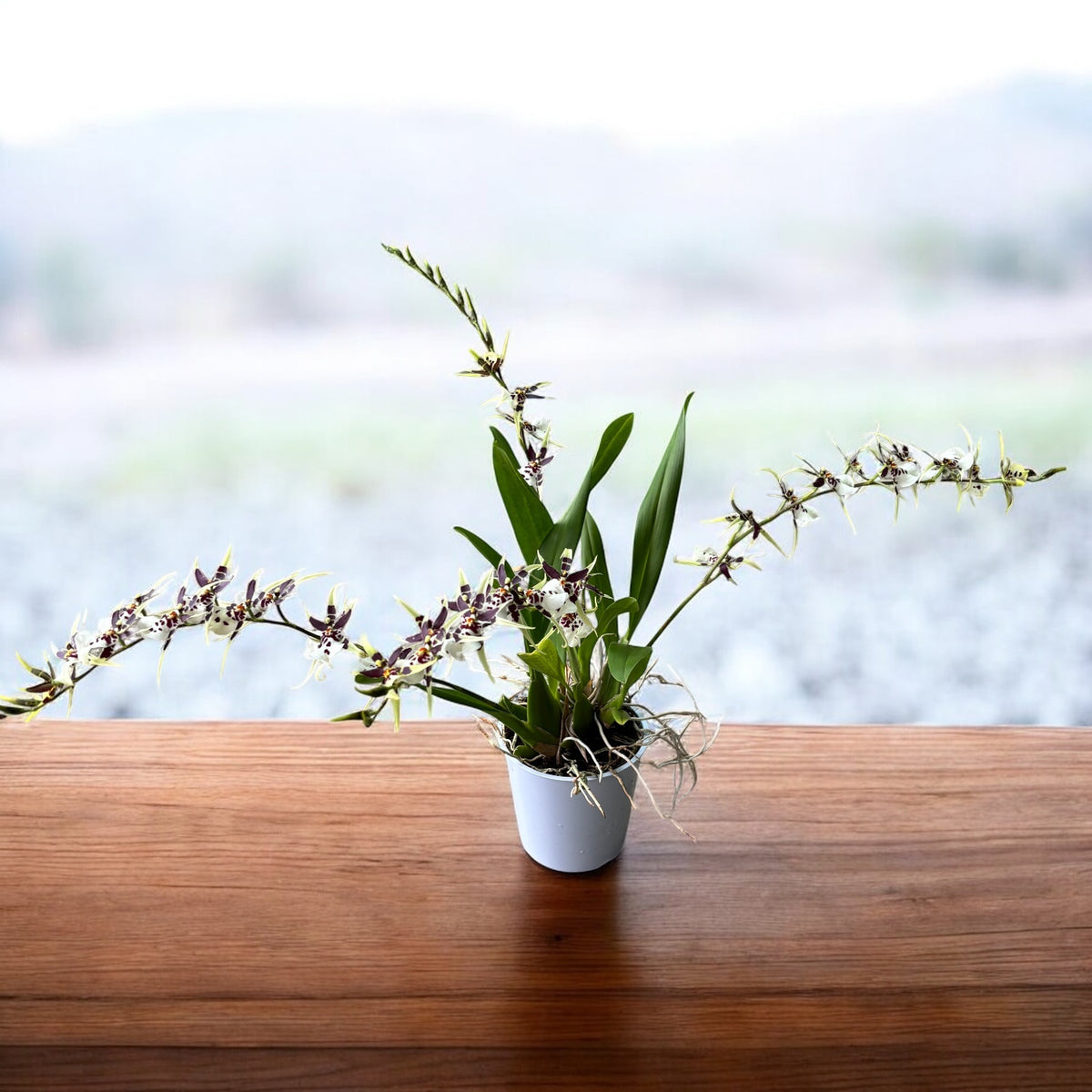 Oncidium (Cyrtocidium) Holm’s Wizard var. #11 - intensely fragrant