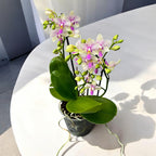 Phalaenopsis Blossom Bliss