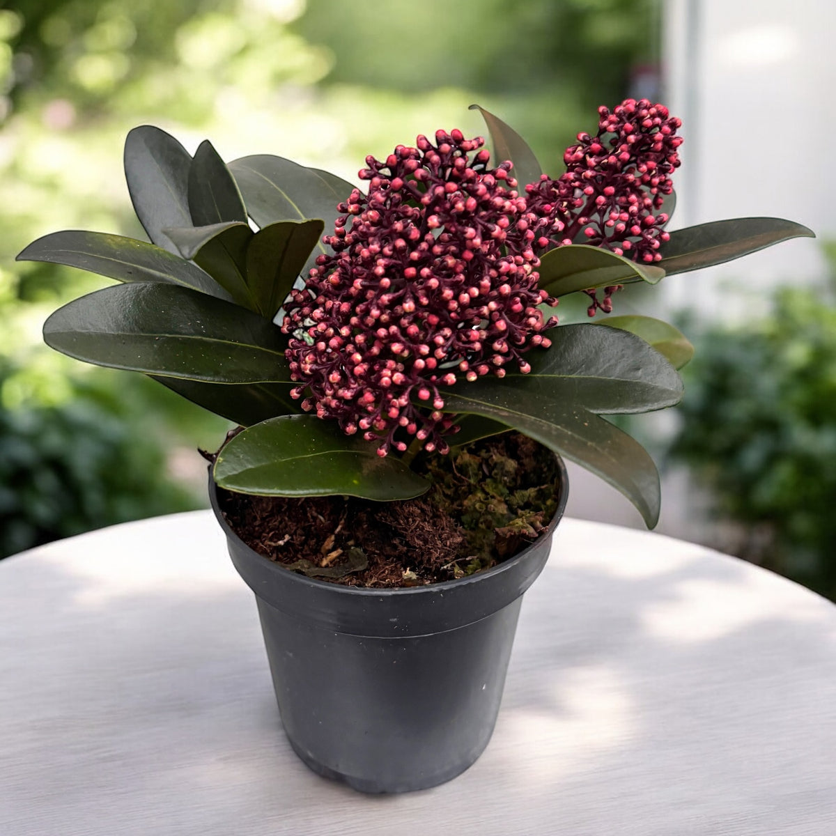 Skimmia Japonica Rubella (Liliacul japonez) - flori parfumate