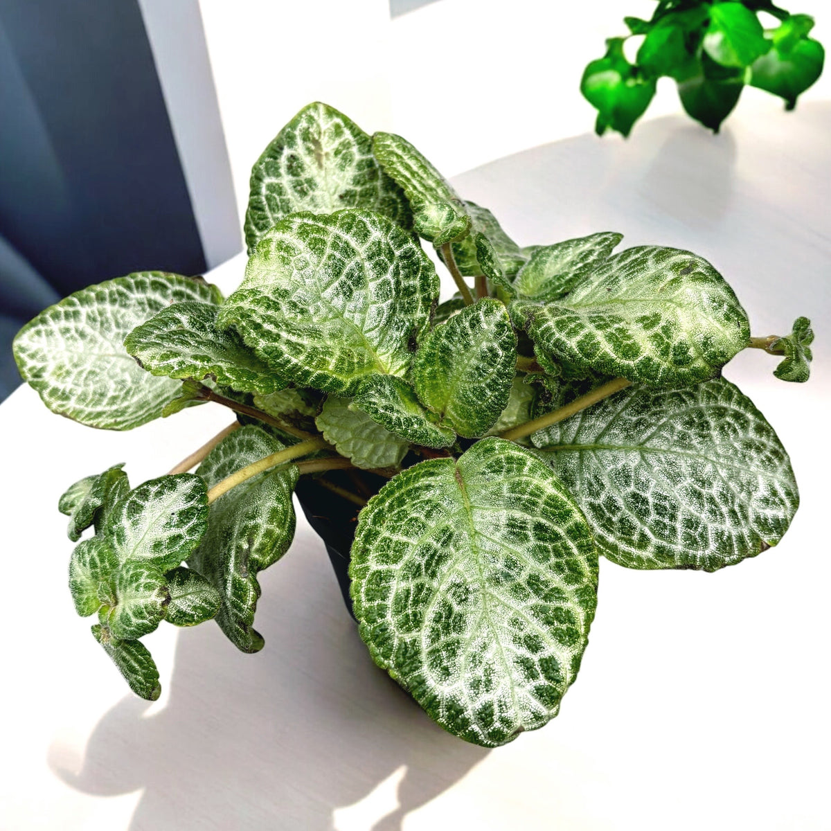 Episcia cupreata 'Minty Imp'
