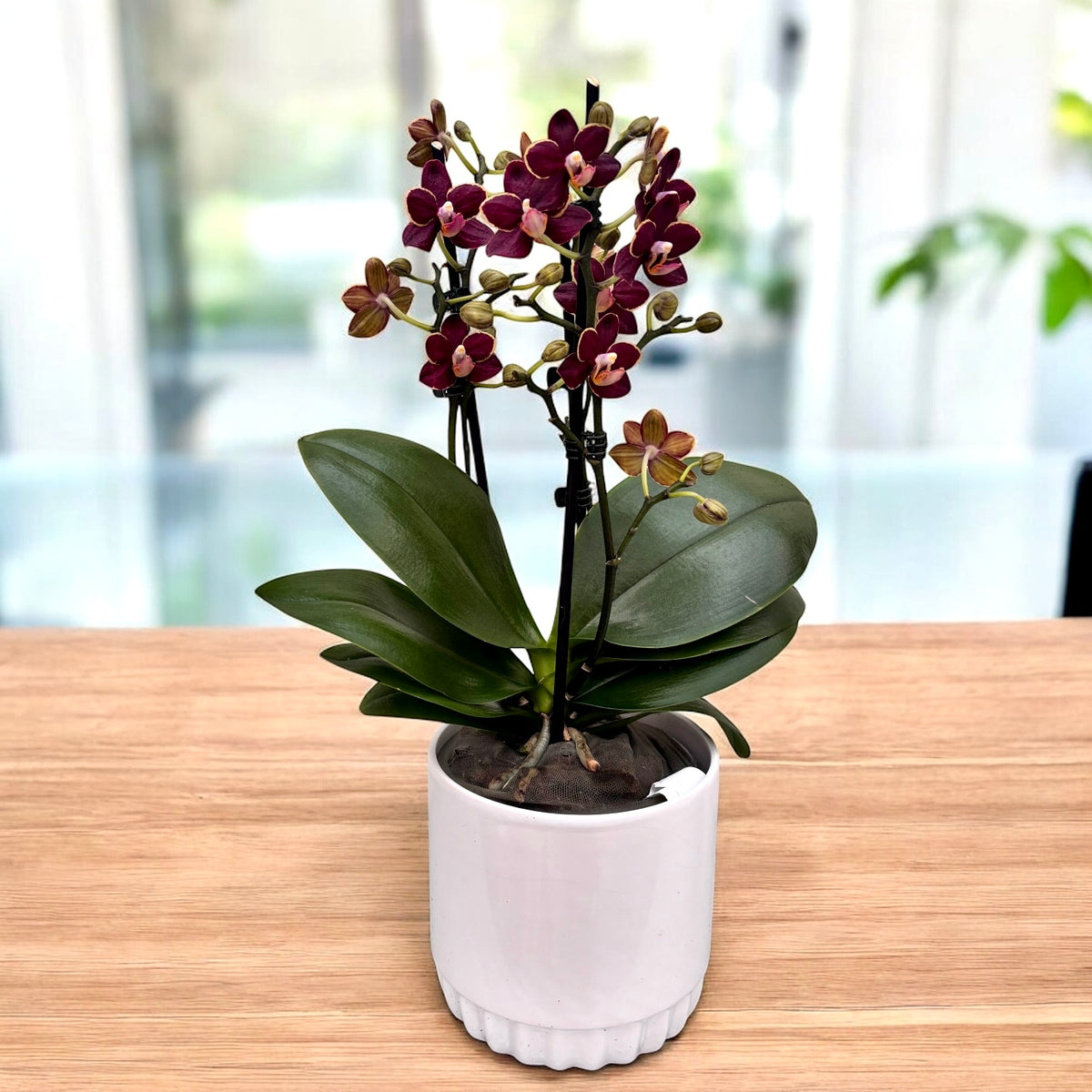 Phalaenopsis Sunrise Red Peoker (Esmee) D12 - waxy flowers