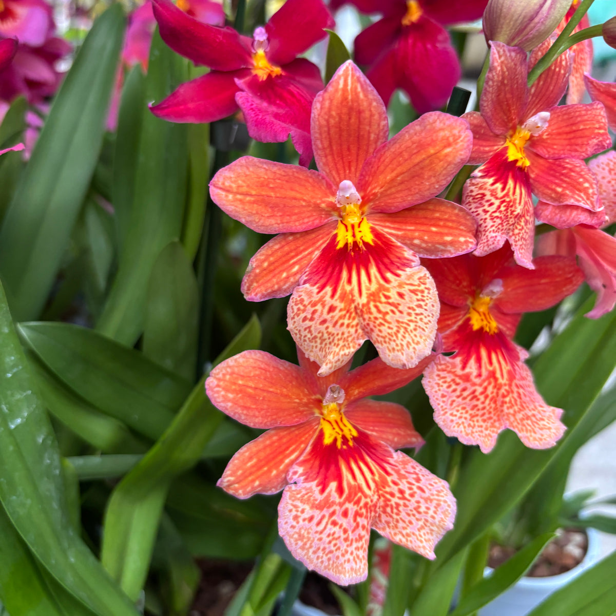Orange Orchid - Burrageara Nelly Isler Orange (intensely fragrant flowers)