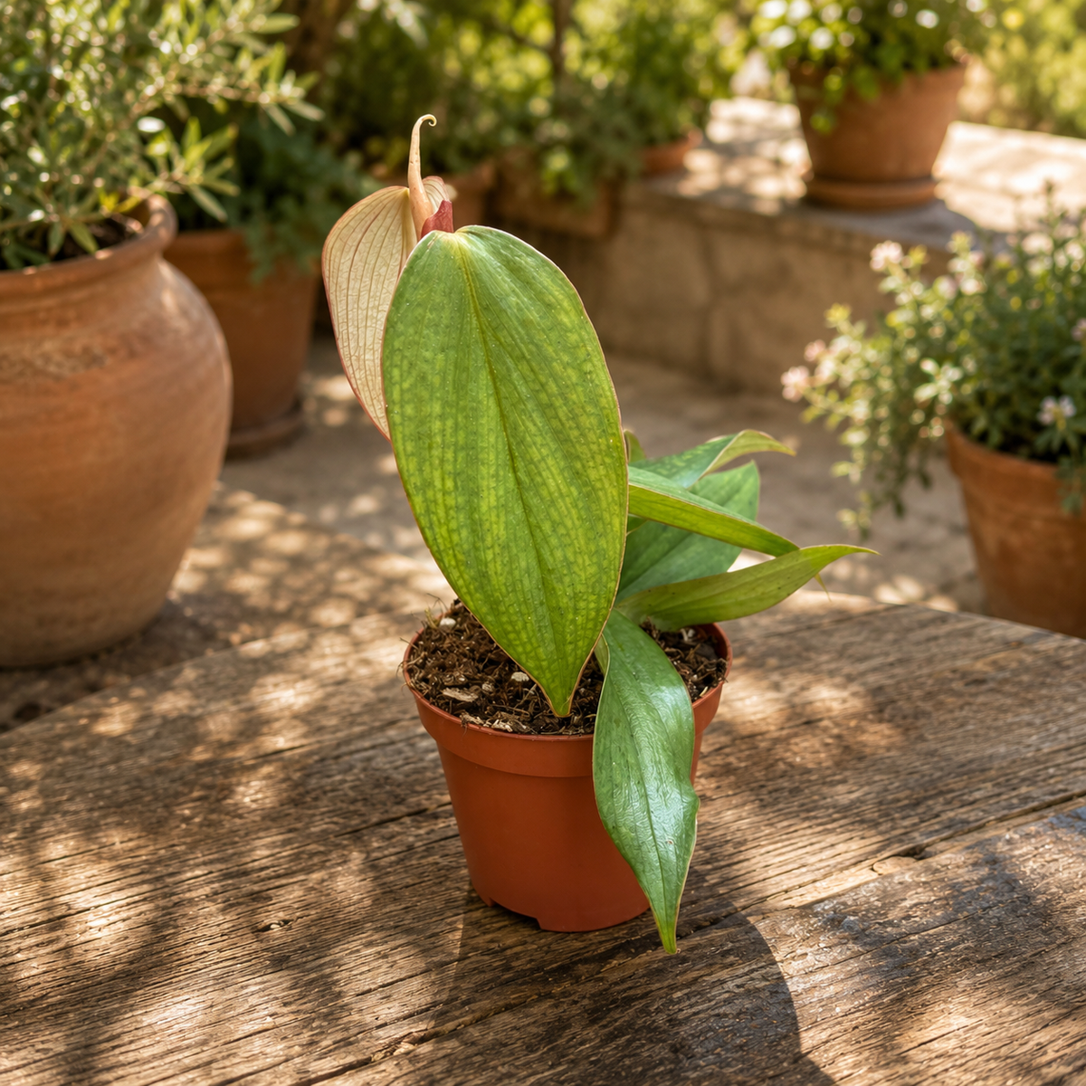 Philodendron Burle Marx 'Fantasy' - frunze elegante, marmorate