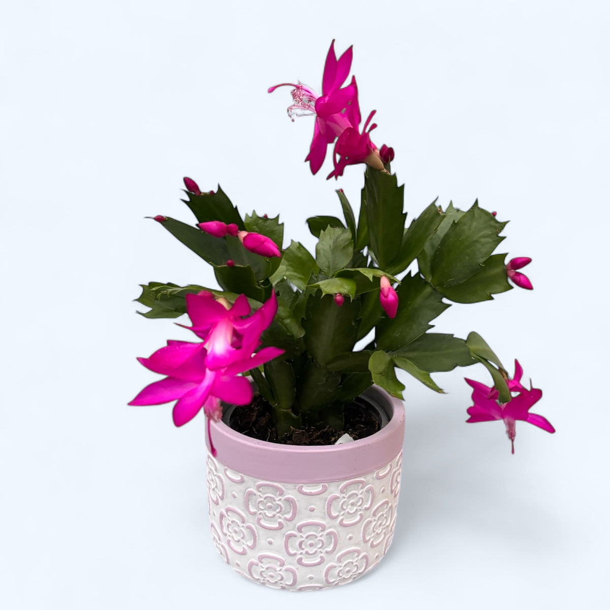 Schlumbergera ‘Thor Sharon’ (Fuchsia-cyclamen Christmas cactus) 2pp