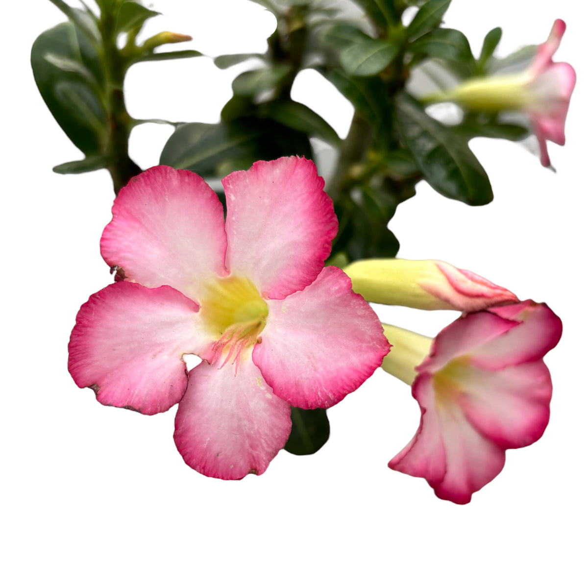 Adenium obesum 'Pink Star' (desert rose) D9