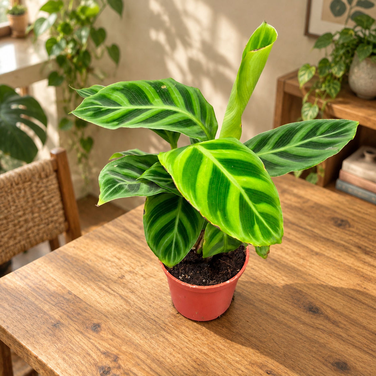 Calathea Zebrina (Zebra Plant) - babyplant