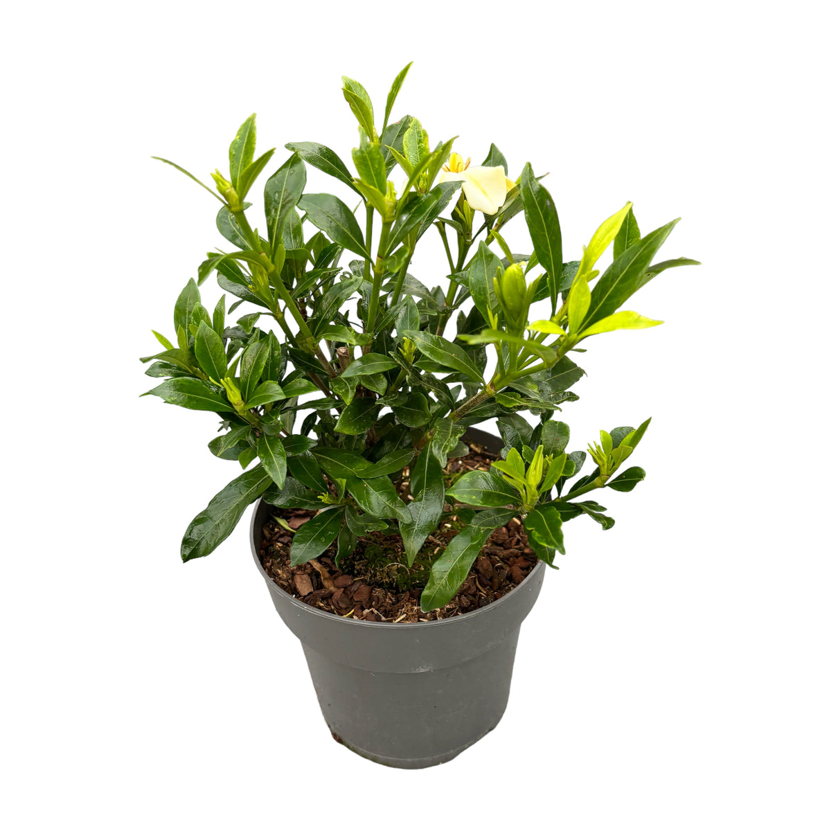 Gardenia Jasminoides 'Sweetheart' (rezista si in gradina)
