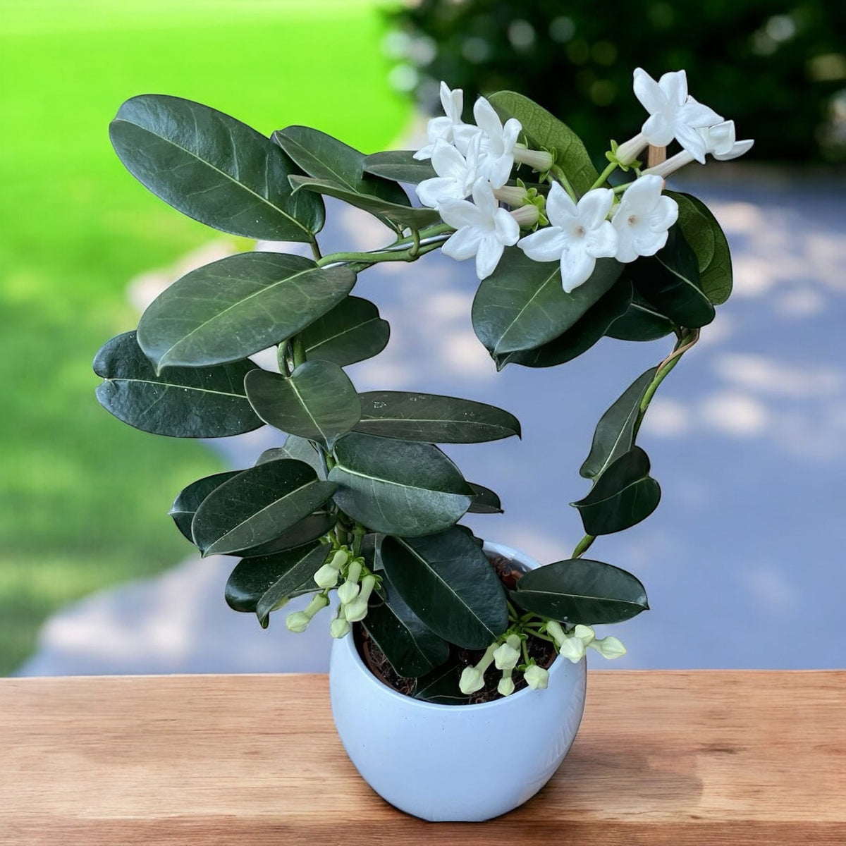Stephanotis jasminoides (Iasomia de Madagascar, Floarea Fericirii) - flori intens parfumate