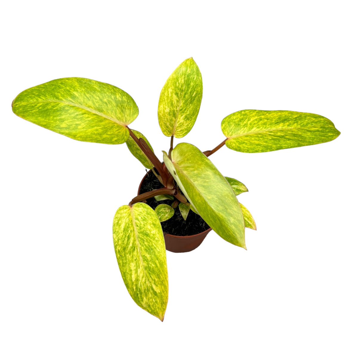 Philodendron 'Painted Lady' - filodendro variegato con foglie dipinte