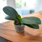 Phalaenopsis Yaphon Golden Leopard 'AN6609'