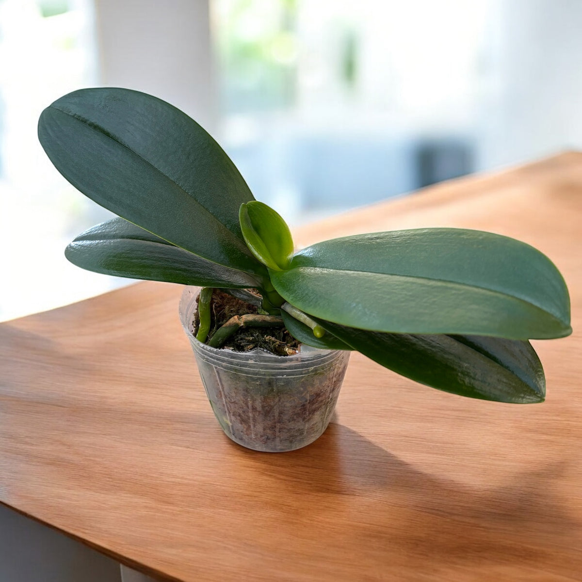 Phalaenopsis Yaphon Golden Leopard 'AN6609'