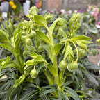 Helleborus foetidus – spanzul de iarna, floare decorativa si rezistenta