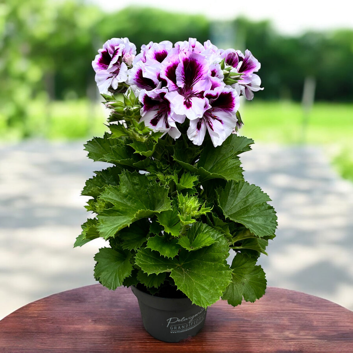 Pelargonium Grandiflorum 'Elegance Emma’ (muscate englezesti)
