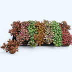 Fittonia Mix - Planta Mozaic cu frunzis multicolor
