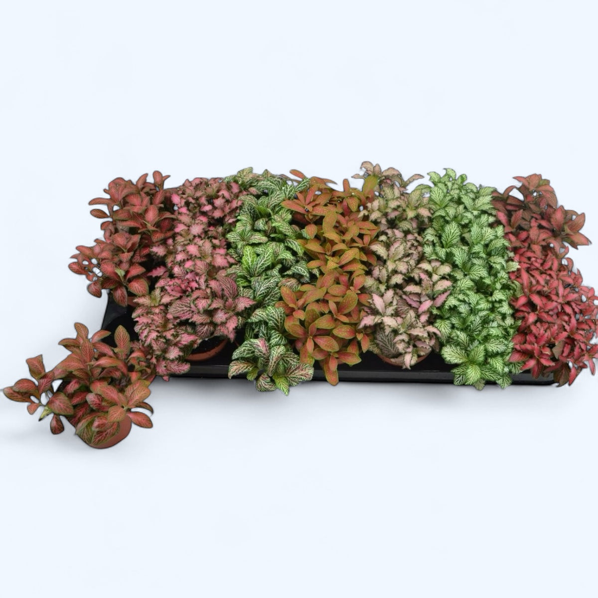 Fittonia Mix - Planta Mozaic cu frunzis multicolor