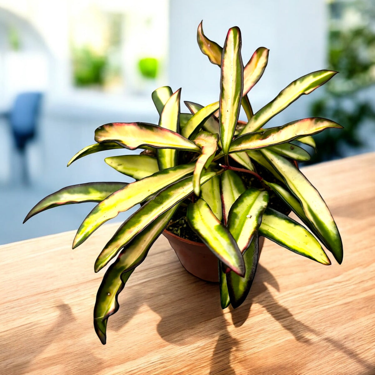 Hoya wayetii 'Variegata'  D9