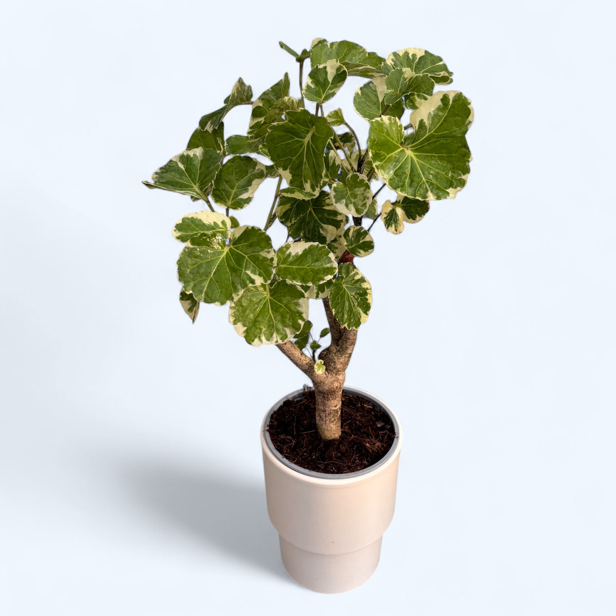 Polyscias scutellaria ‘Balfourii’ (Variegata) bonsai – elegant indoor plant with variegated foliage
