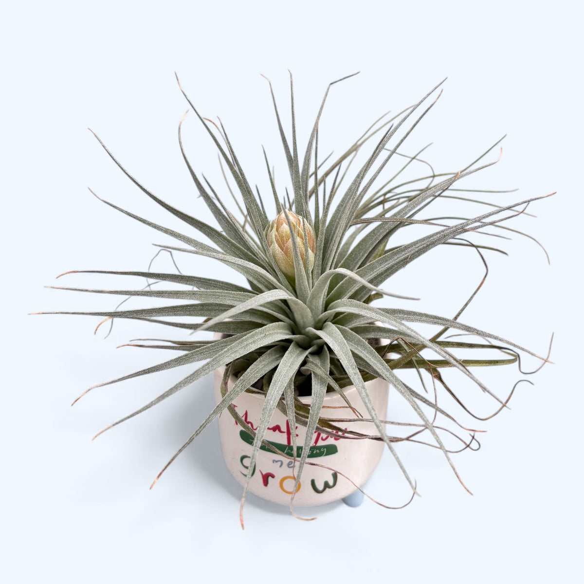 Tillandsia ‘Cotton Candy’ – spectacular air plant with pink-lavender inflorescence