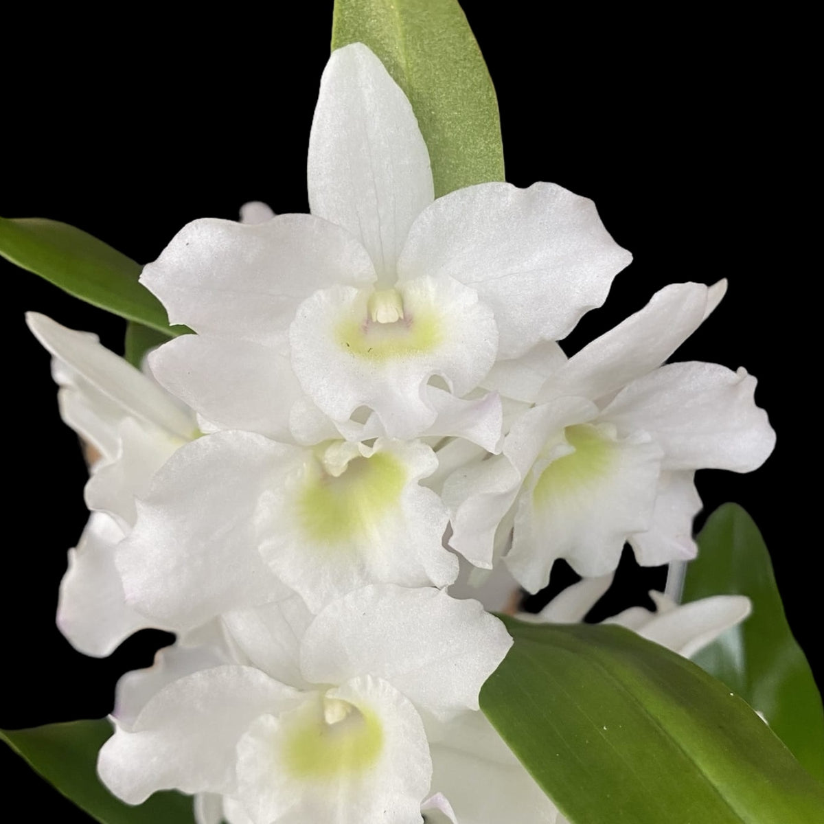 Dendrobium nobile Apollon (flori parfumate)