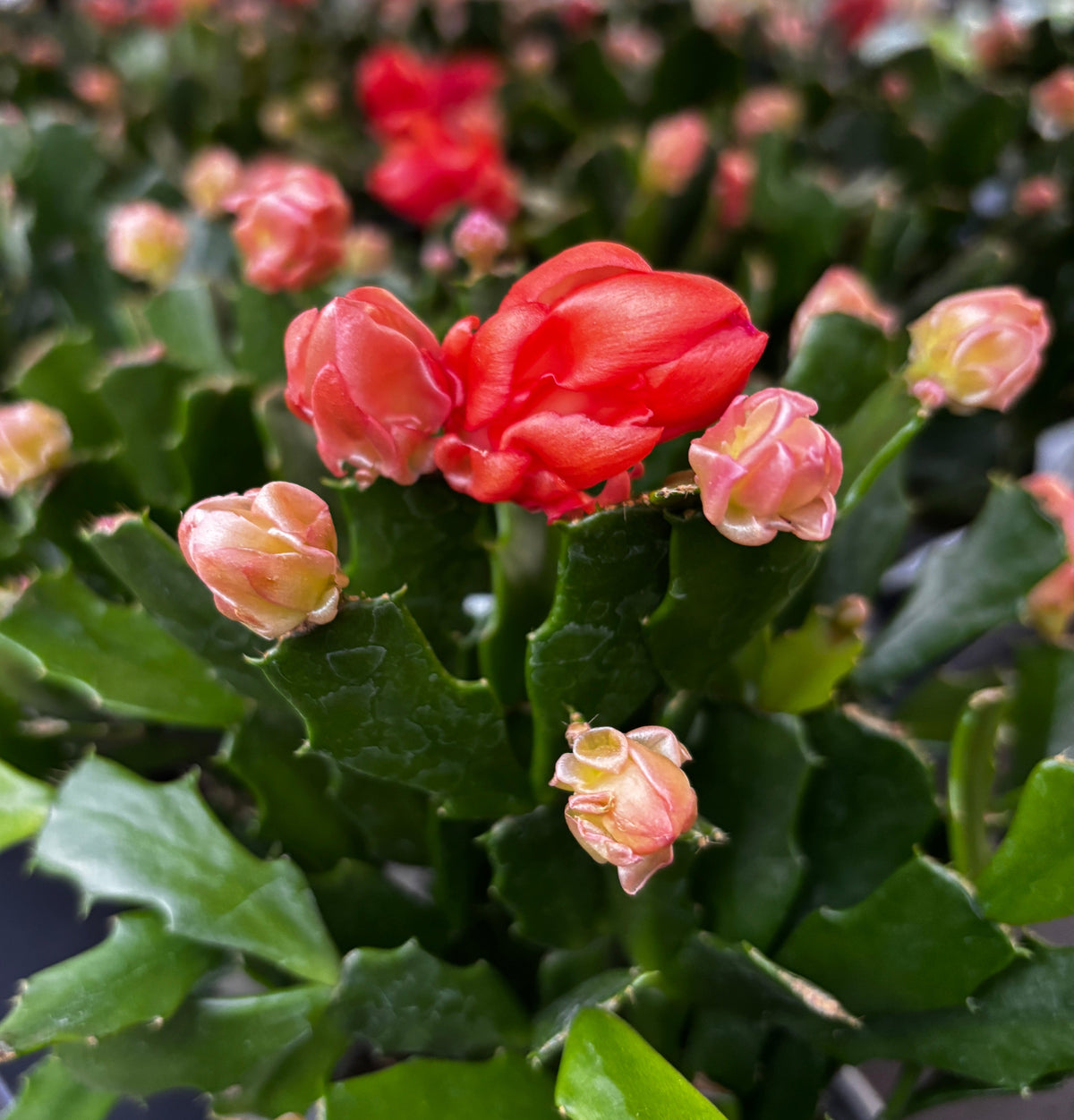 Schlumbergera 'Thor Wild Cactus Orange'