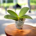 Phalaenopsis KS Super Zebra 'Golden Zebra - parfumata