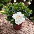 Gardenia Jasminoides (de interior) parfumata