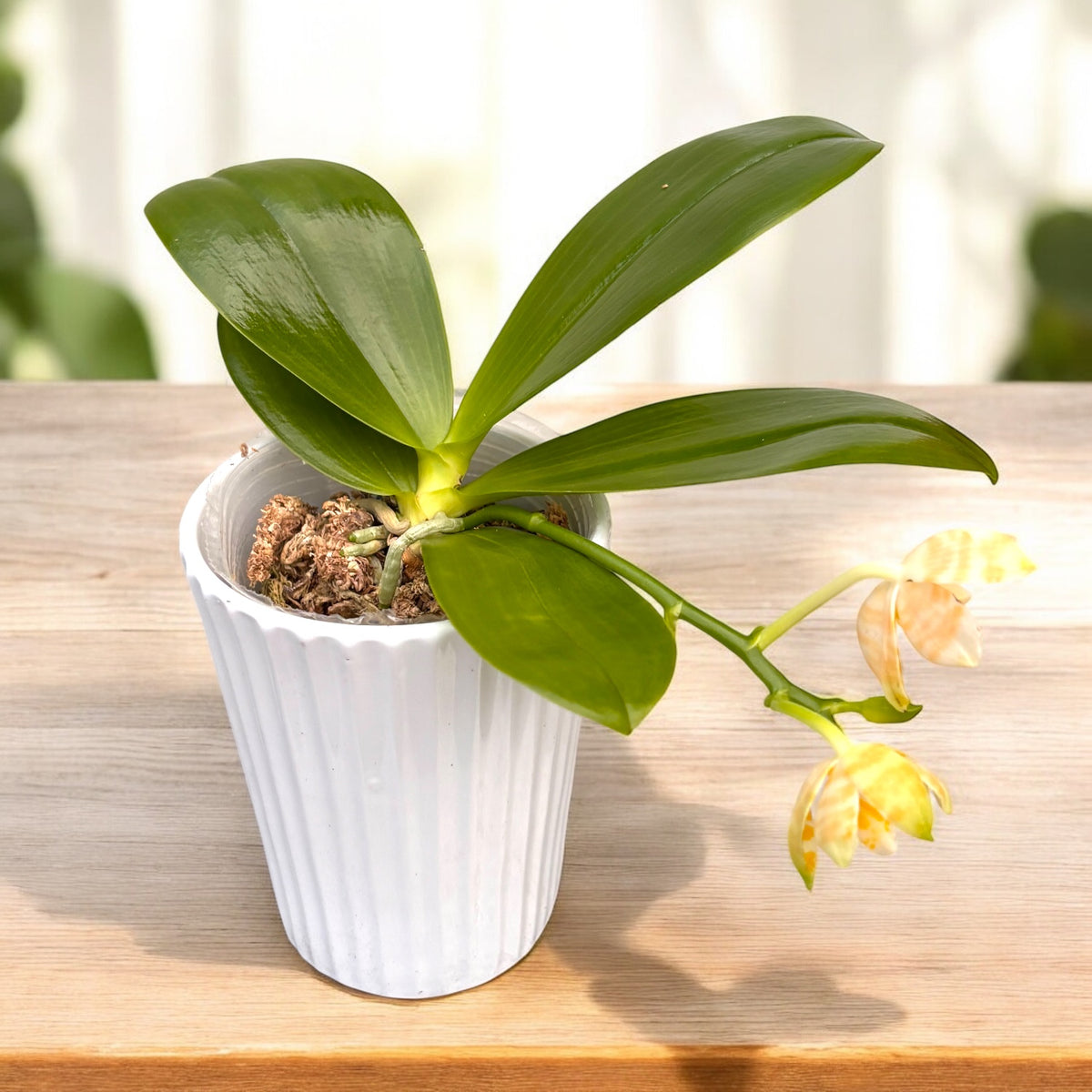 Phalaenopsis KS Super Zebra 'Golden Zebra - parfumata