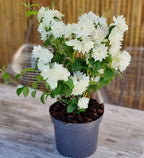 Philadelphus 'Minnesota Snowflake' (Mock Orange) - fragrant jasmine with double flowers