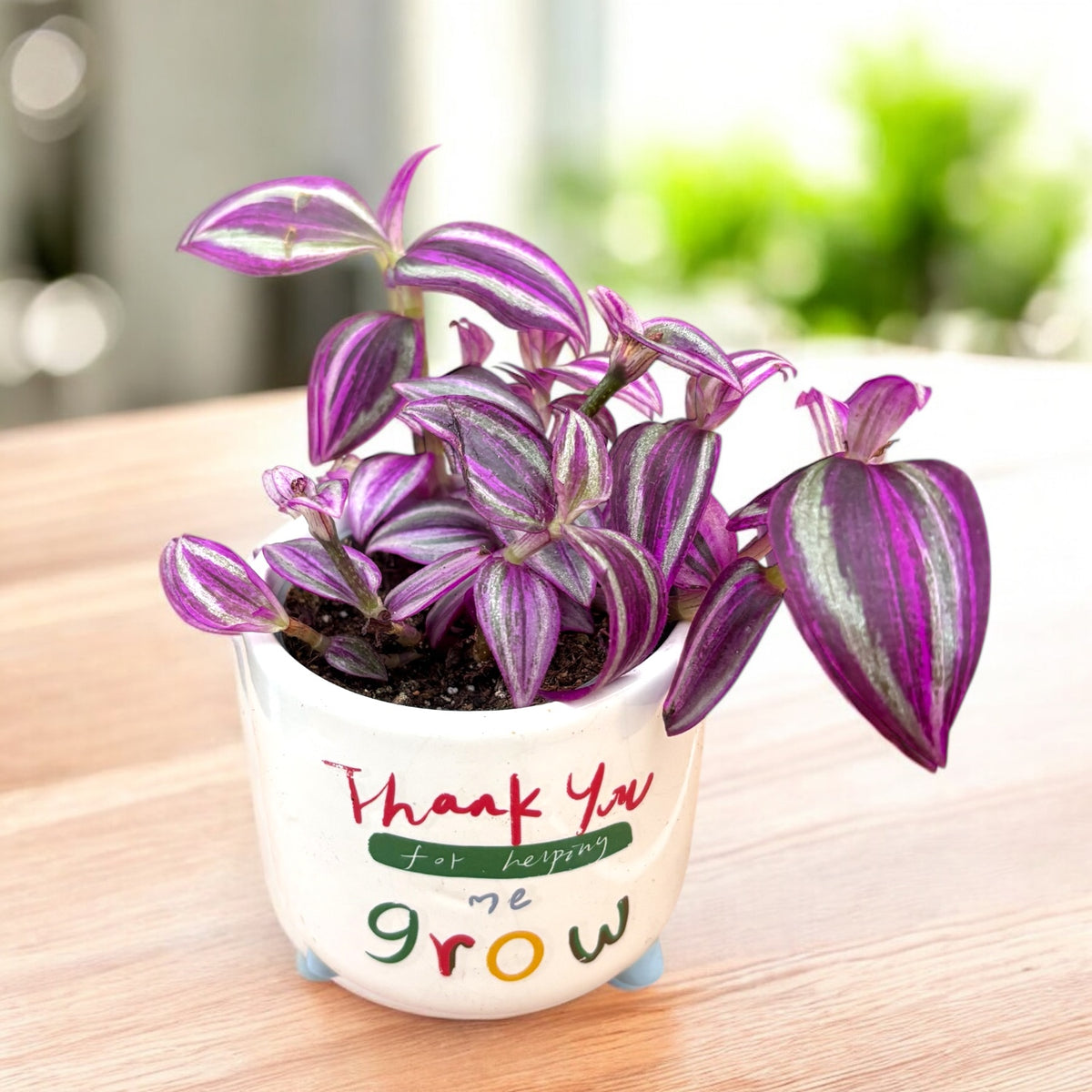 Tradescantia ‘Pink Paradise’ (babyplant) - planta curgatoare cu frunzis roz delicat
