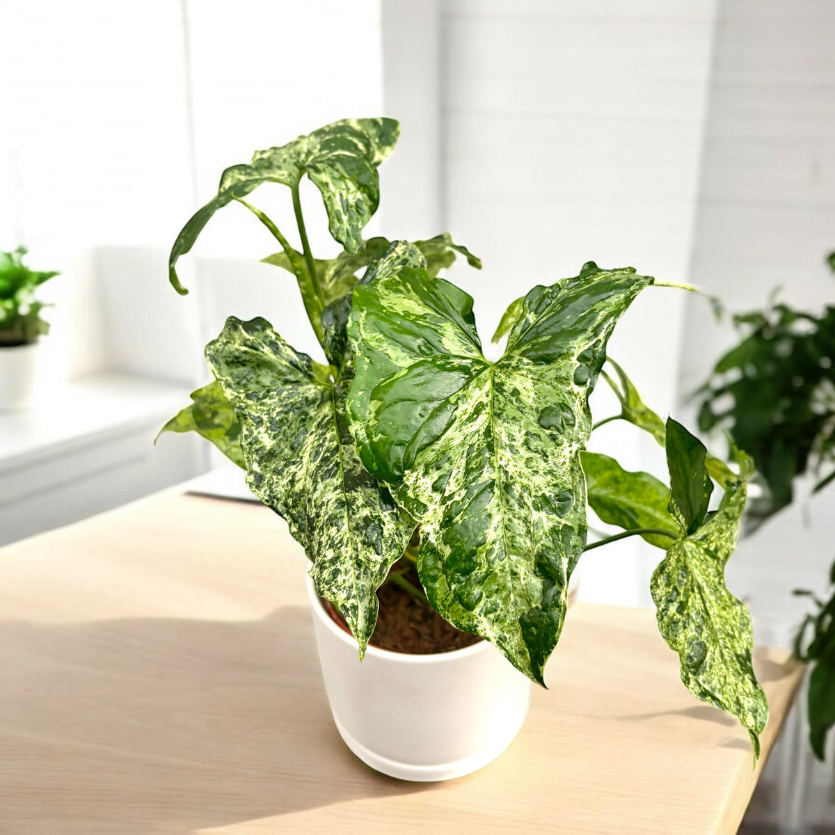 Syngonium podophyllum Mottled 'Mojito'