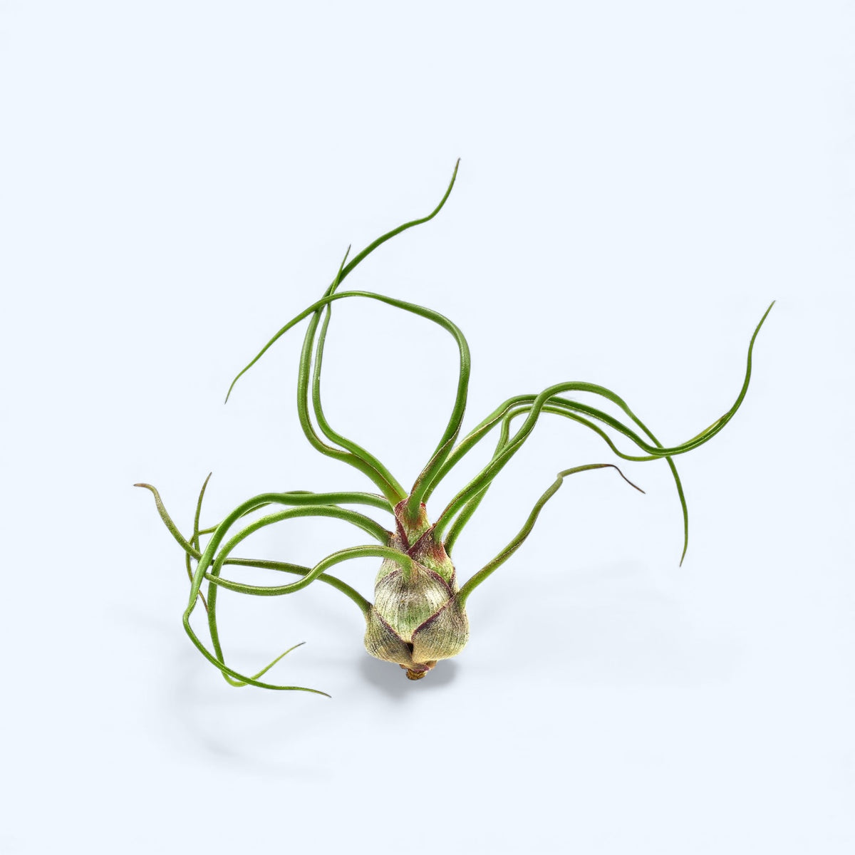 Tillandsia Bulbosa Air Plant