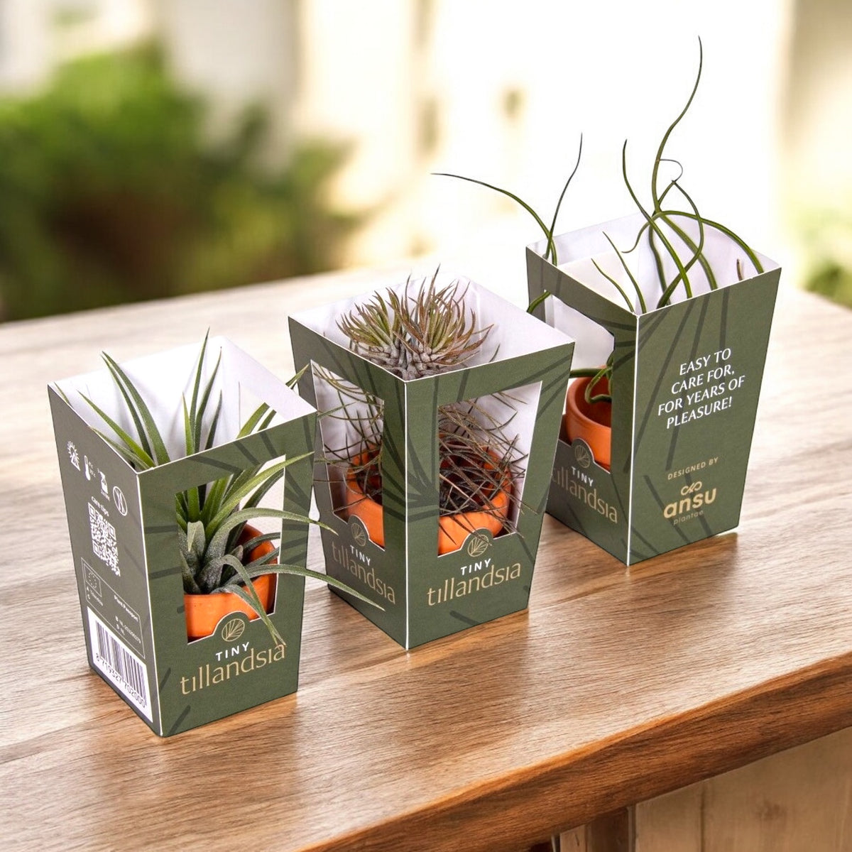 Tillandsia AirPlant mix in terracotta