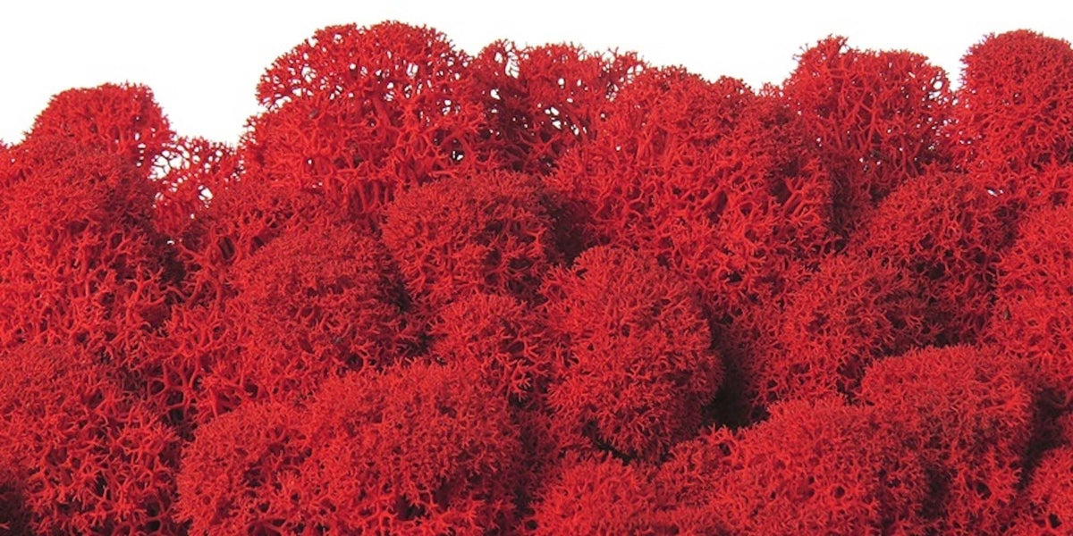 Moss natural, muschi conservat, licheni conservati pentru terarii, pret