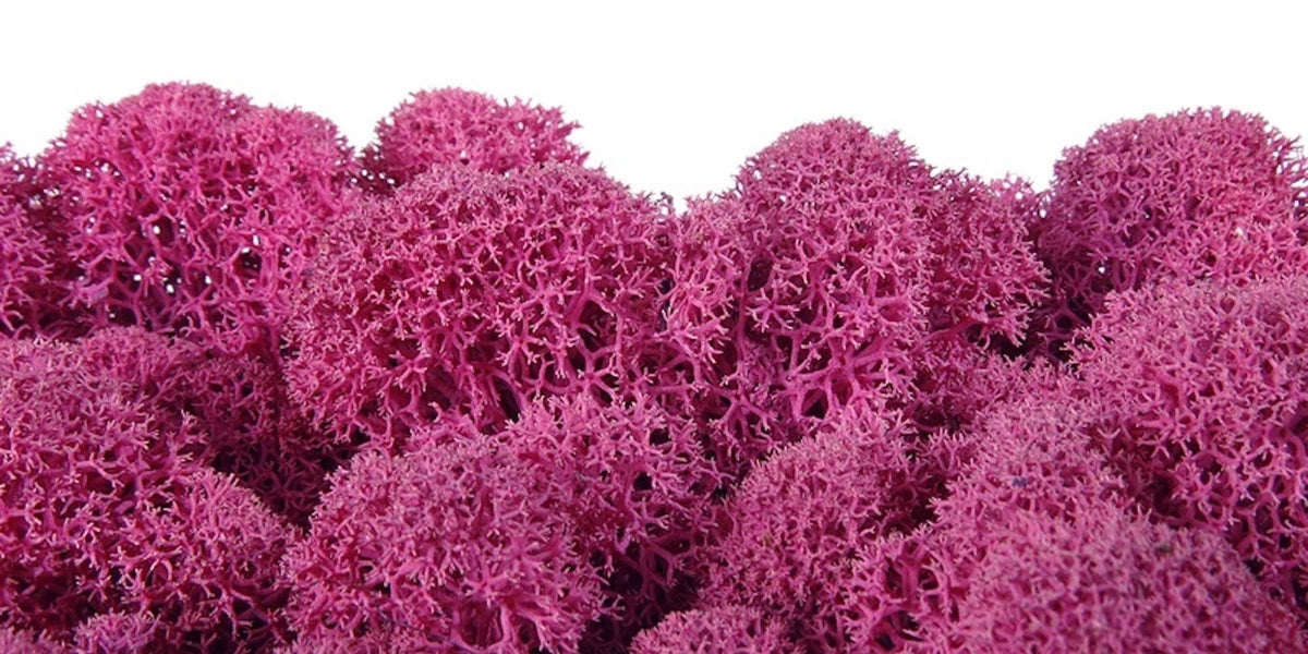 Moss natural, muschi conservat, licheni conservati pentru terarii, pret