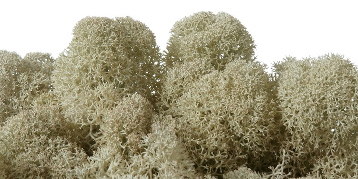 Moss natural, muschi conservat, licheni conservati pentru terarii, pret