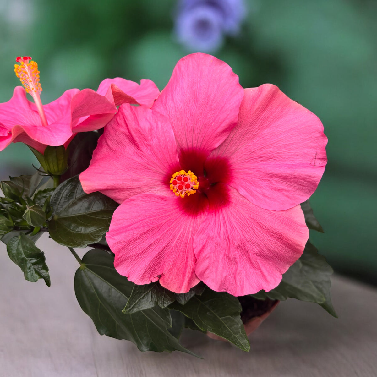Hibiscus 'Adonicus Pink'- flori XL (2 plante/ghiveci)
