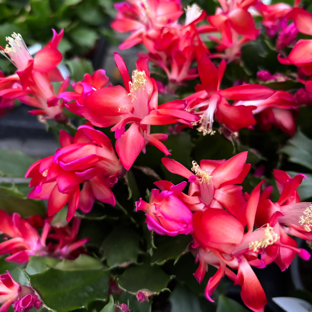 Schlumbergera 'Thor Wild Cactus Red’
