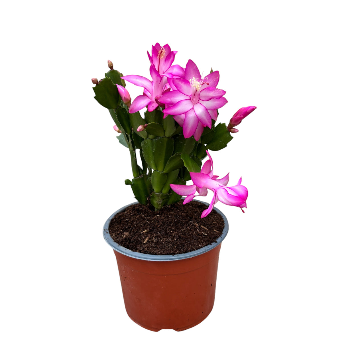 Schlumbergera 'Carollyne' (Pink Christmas Cactus) 2pp D14
