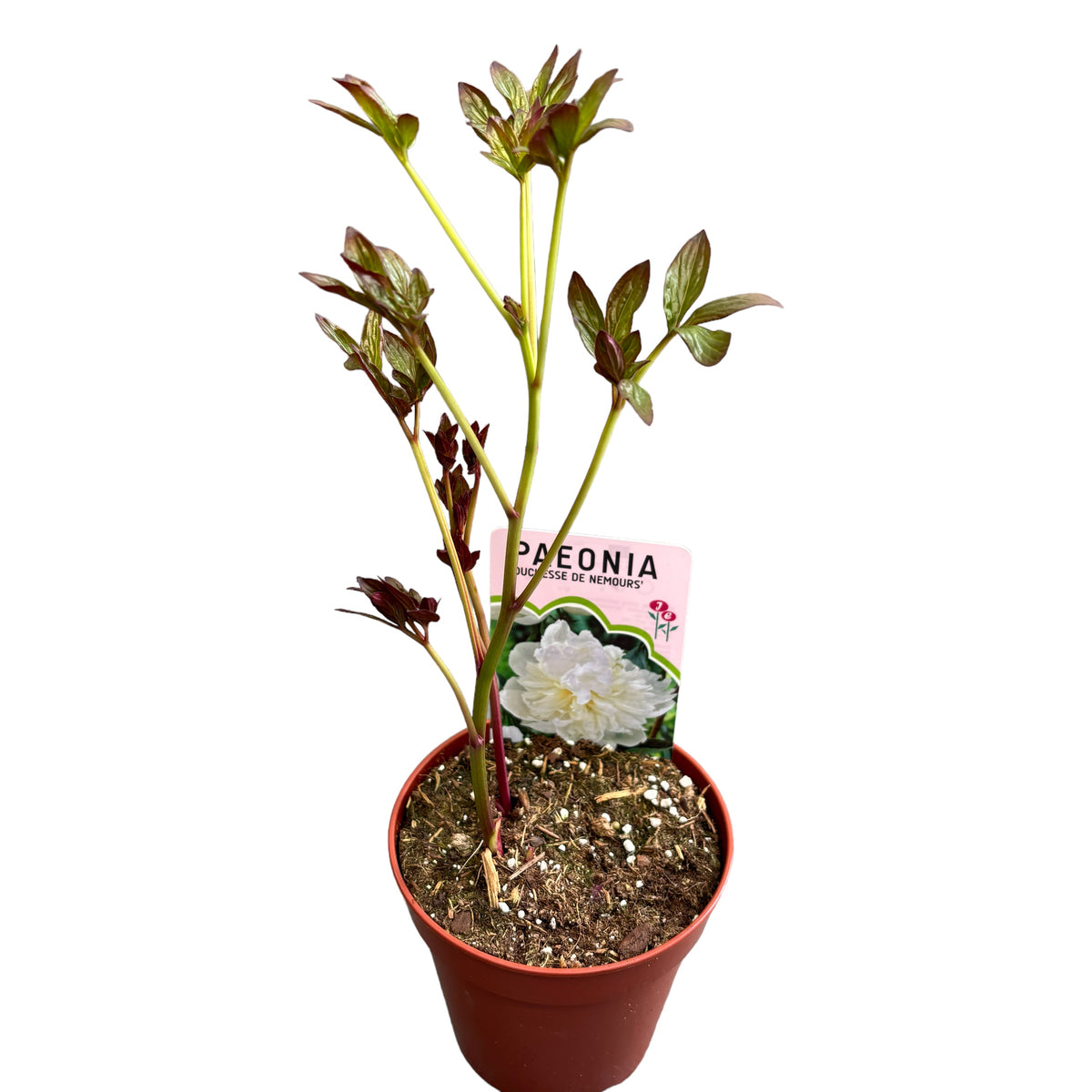 Bujori de gradina parfumati - Paeonia lactiflora 'Duchesse de Nemours'