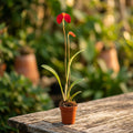 Masdevallia ignea