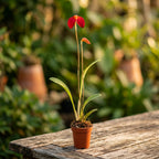 Masdevallia ignea