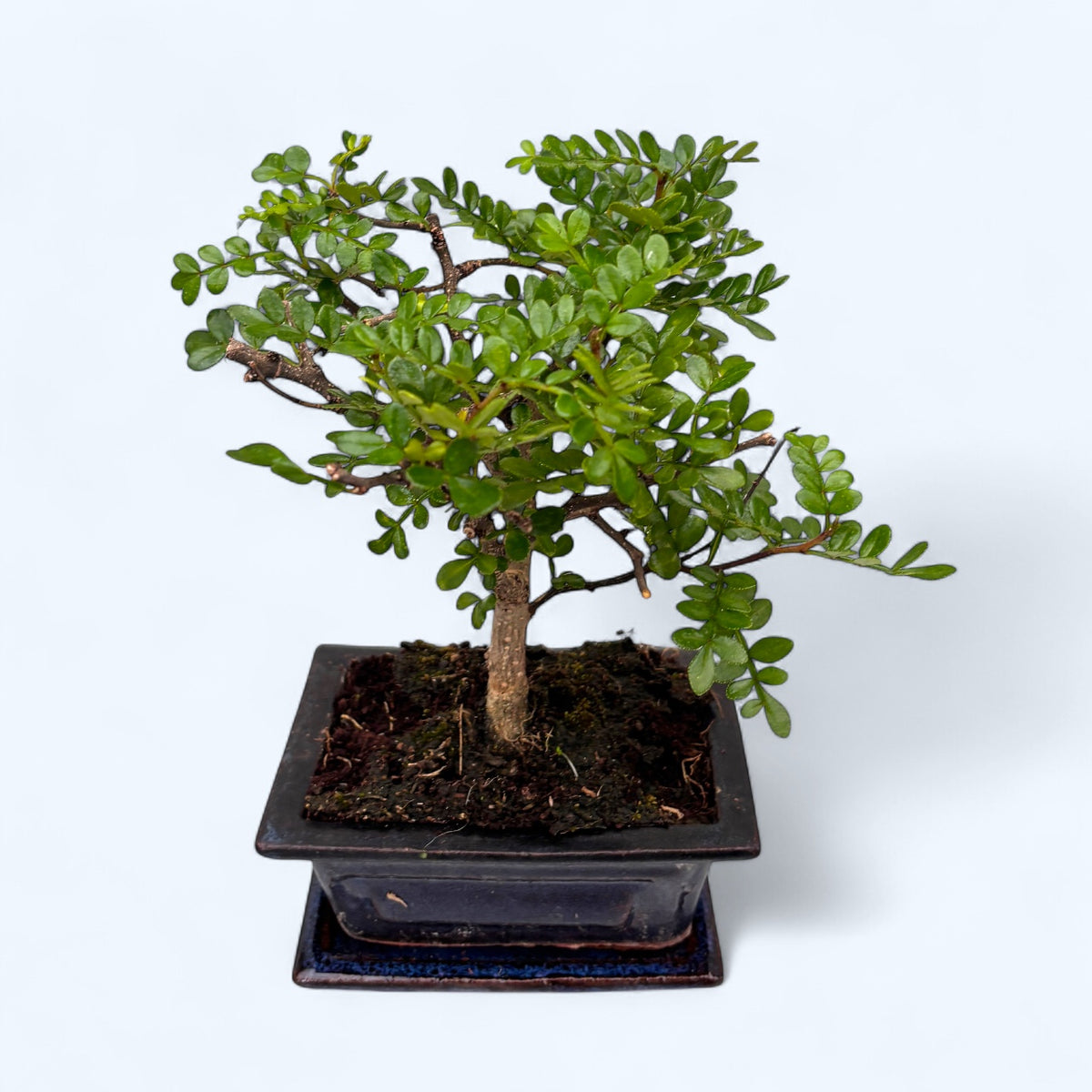 Bonsai Zanthoxylum piperitum – Chinese Pepper, exotic bonsai with fragrant foliage