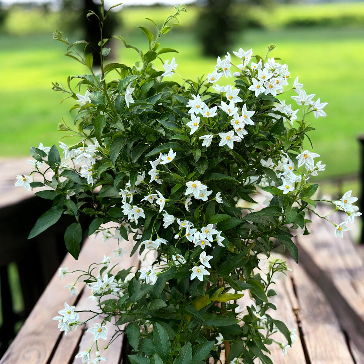 Solanum jasminoides (iasomie cataratoare) - exemplare XL