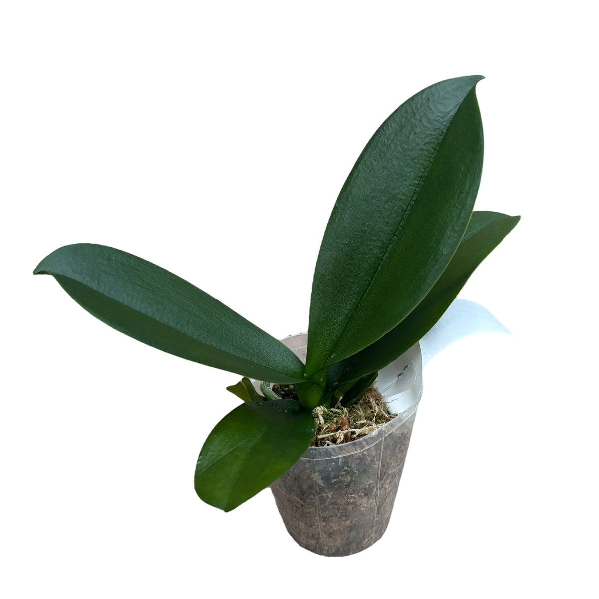 Phalaenopsis Younghome Pure Ballet