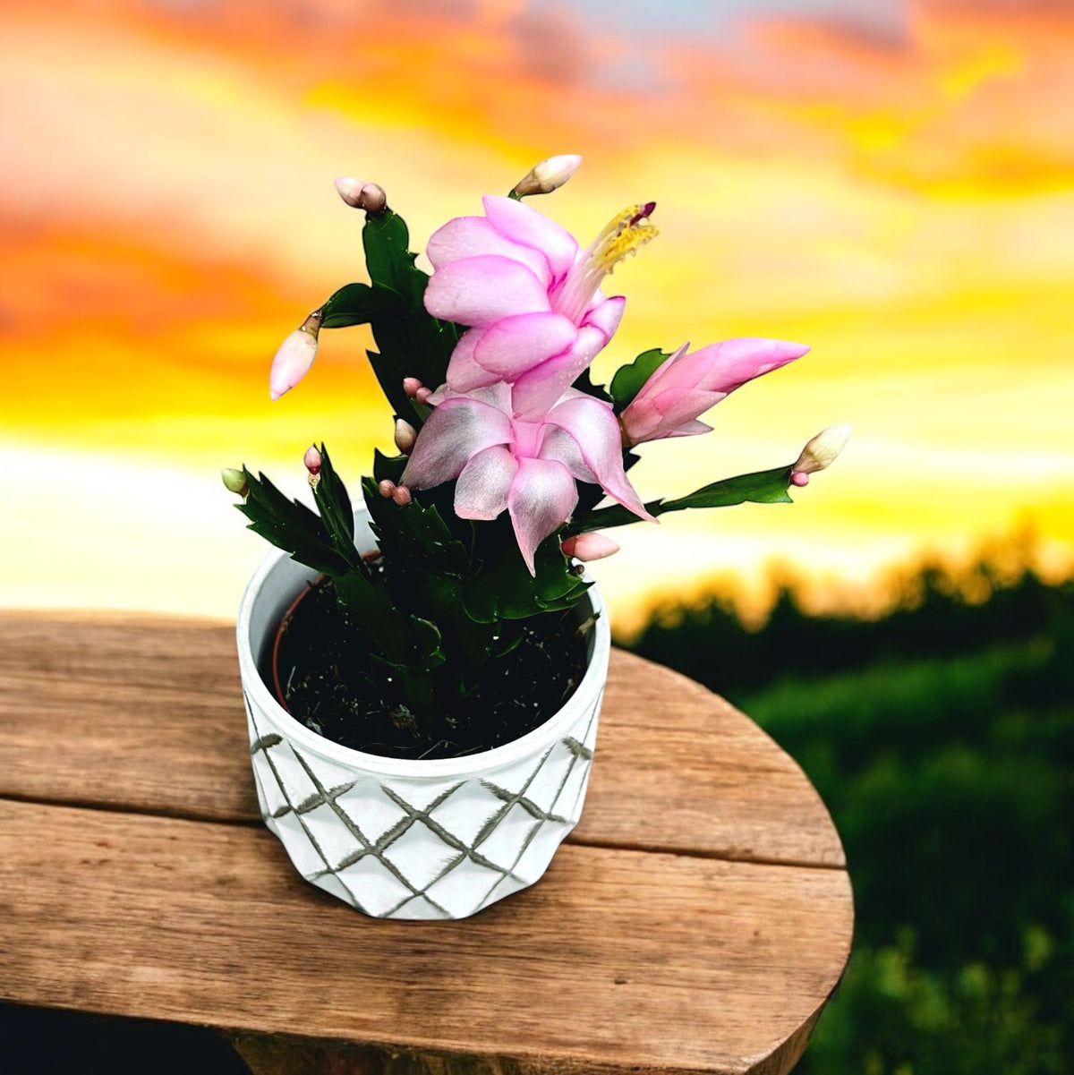 Schlumbergera ‘Pandora’ (pink Christmas cactus) 2pp