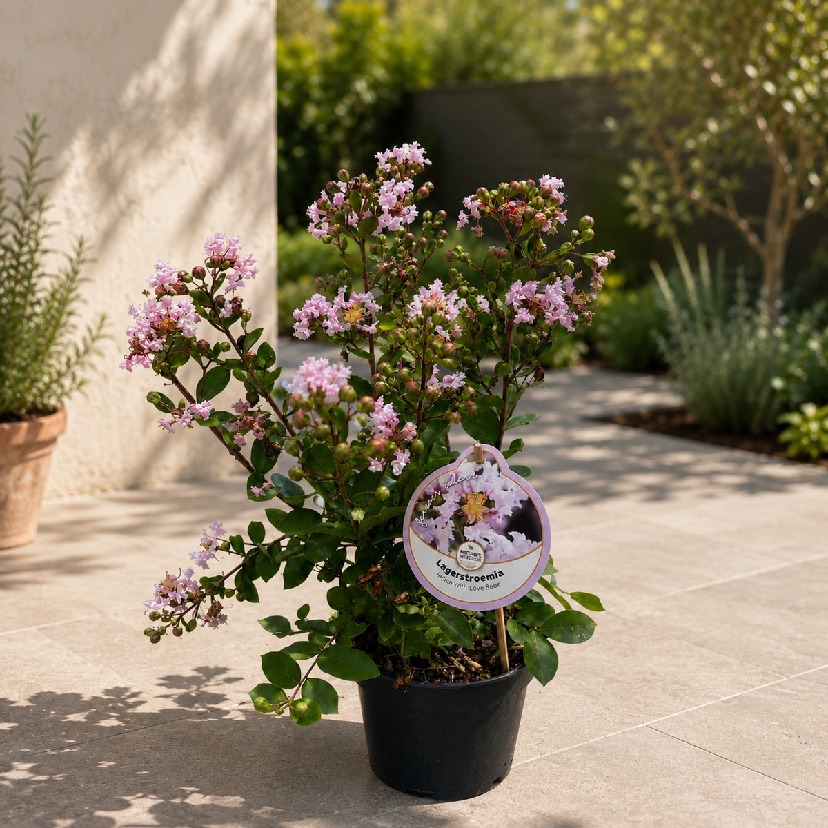 Lagerstroemia indica 'With Love Babe' - lillà indiano con fiori rosa intenso e fioritura abbondante