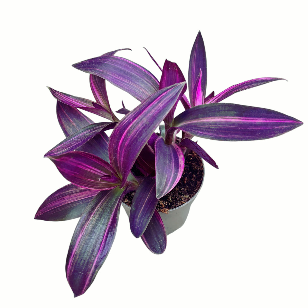 Tradescantia Pallida 'Pink Stripe' (Setcreasea pallida 'Pink Stripe)