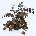 Loropetalum chinense ‘Fire Dance’ - shrub with purple foliage and vibrant pink flowers