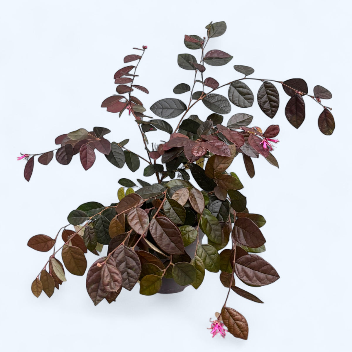 Loropetalum chinense ‘Fire Dance’ - shrub with purple foliage and vibrant pink flowers